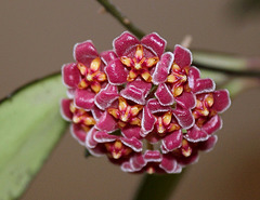 Hoya davidcummingi