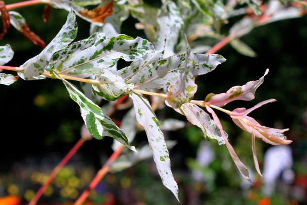 salix integra cultivar "hakuro-Nishiki".