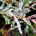 salix integra cultivar "hakuro-Nishiki".