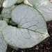 Brunnera