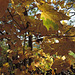 Vogelschutzhecke - Herbstfärbung