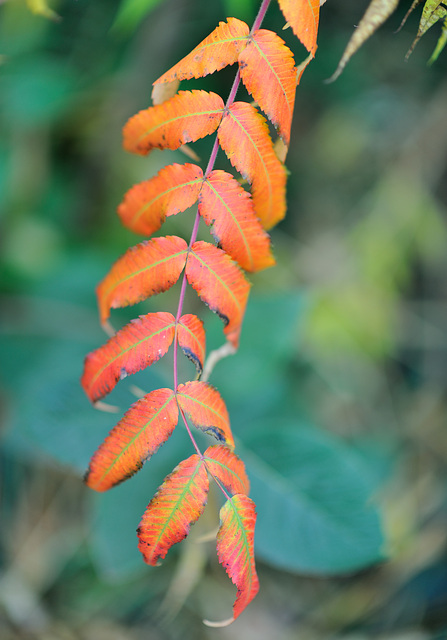 Couleur automnale... Couleur automnale...