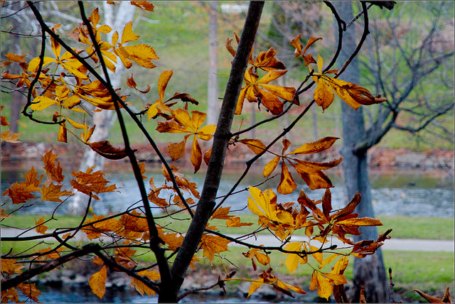 Leaves