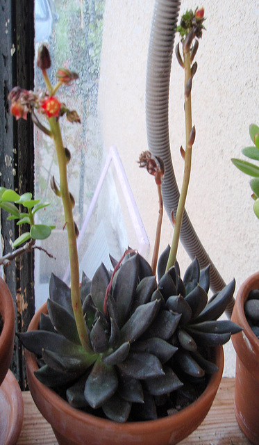 Echeveria schwarzprinz PA033624-1