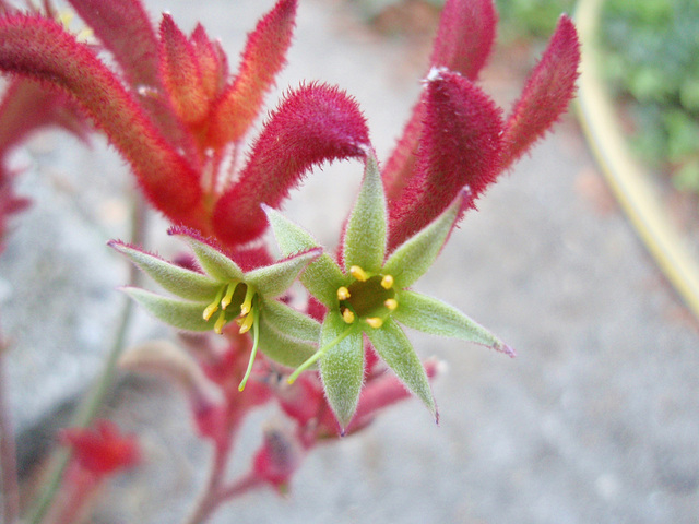 anigozanthos 'pink joey' PA033631