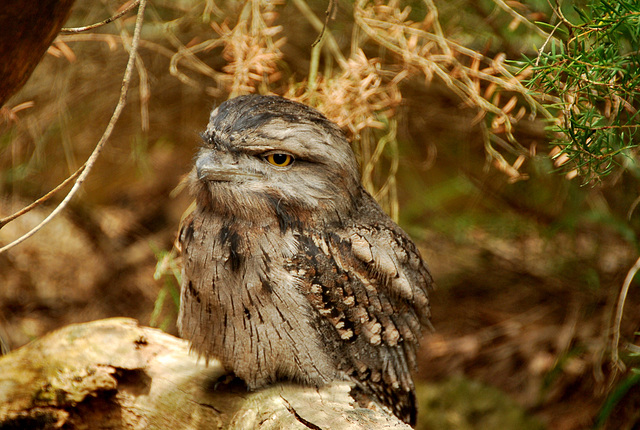 Tawny frogmouth