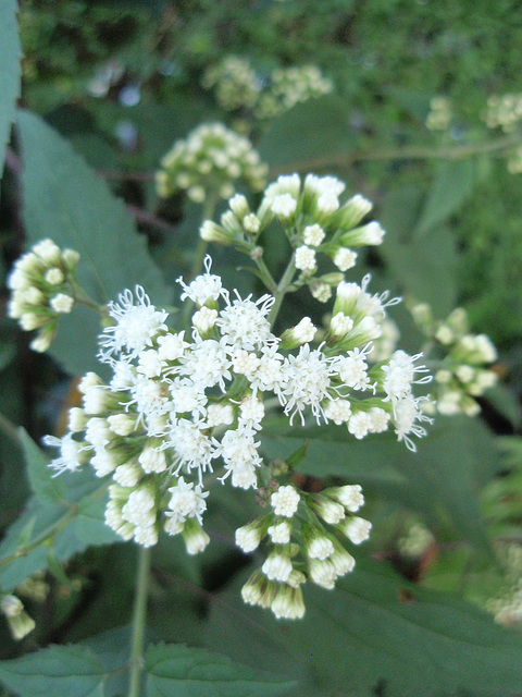 eupatorium rugosum 'chocolate' PA033640