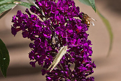 20110628 6141RTw [D~LIP] Kleiner Kohlweißling, Insekt, Bad Salzuflen