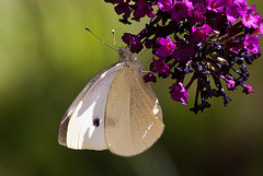 20110628 6136RTw [D~LIP] Kleiner Kohlweißling, Bad Salzuflen