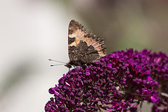 20110628 6134RTw [D~LIP] Kleiner Fuchs, Bad Salzuflen