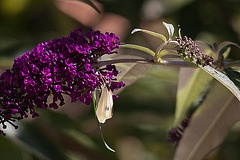 20110628 6130RTw [D~LIP] Kleiner Kohlweißling, Bad Salzuflen