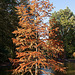 20111022 6752RAfw Kurparkteich [Bad Oeynhausen]