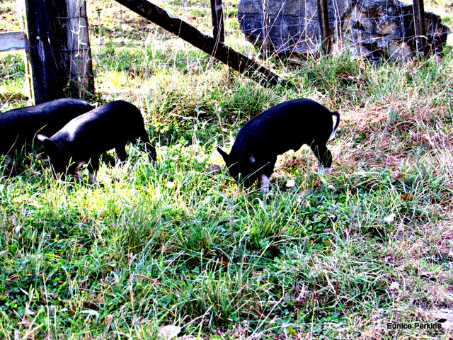 Piglets Breakfast