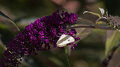 20110628 6127RTw [D~LIP] Kleiner Kohlweißling, Bad Salzuflen