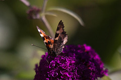 20110628 6122RTw [D~LIP] Kleiner Fuchs, Bad Salzuflen