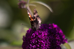 20110628 6121RTw [D~LIP] Kleiner Fuchs, Bad Salzuflen