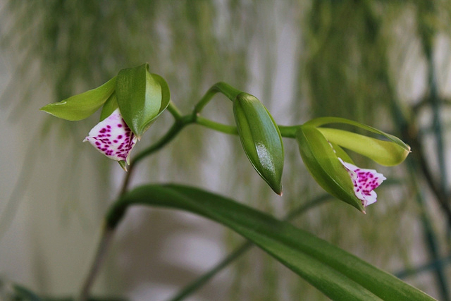 Brassocattleya binosa - éclosion