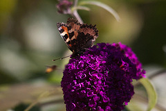 20110628 6120RTw [D~LIP] Kleiner Fuchs, Bad Salzuflen