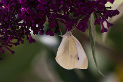 20110628 6119RTw [D~LIP] Kleiner Kohlweißling, Bad Salzuflen