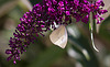 20110628 6117RTw [D~LIP] Kleiner Kohlweißling, Bad Salzuflen