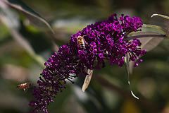 20110628 6115RTw [D~LIP] Biene, Bad Salzuflen