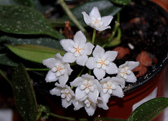 Hoya thomsonii