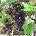 Weintrauben Marke Eigenbau
