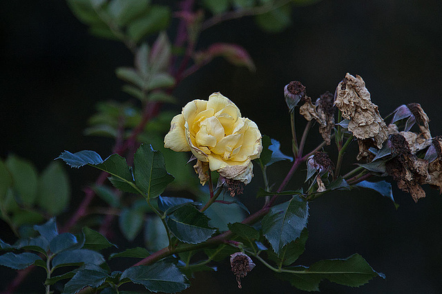 20111022 6731RAw [D~MI] Rose, Bad Oeynhausen