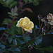 20111022 6731RAw [D~MI] Rose, Bad Oeynhausen