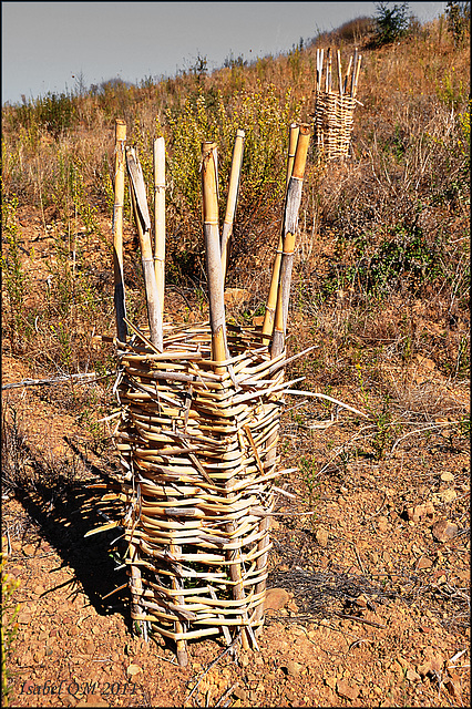 Alcaria do Cume - Algarve - Protecção das árvores