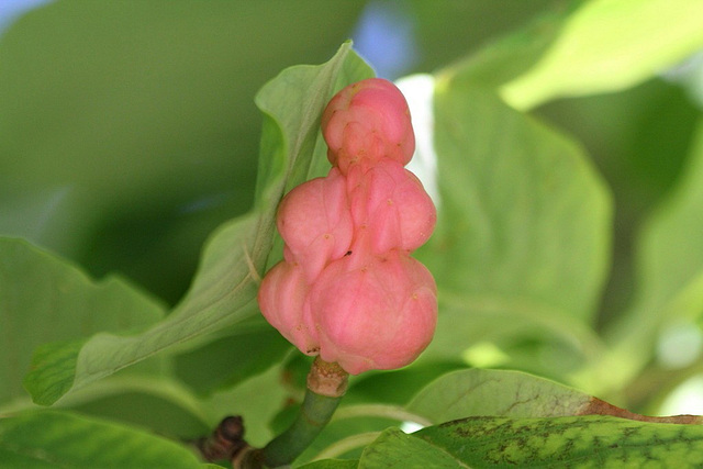 Magnolia acuminata