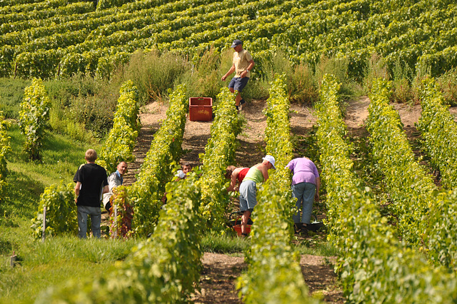 VENDANGES EN CHAMPAGNE