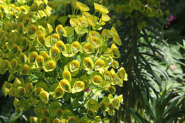 Euphorbia characias ssp wulfenii= veneta