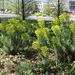 Euphorbia characias ssp wulfenii= veneta