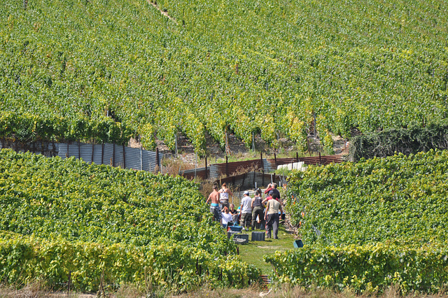 VENDANGES EN CHAMPAGNE