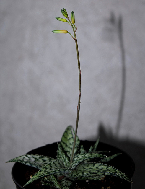Aloe hybride x rauhi