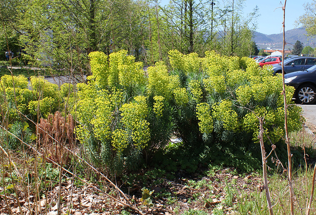 Euphorbia characias ssp wulfenii= veneta