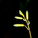 Aloe hybride x rauhi