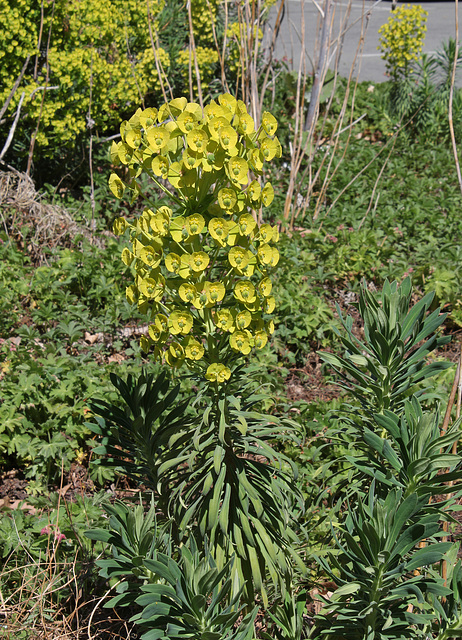 Euphorbia characias ssp wulfenii= veneta