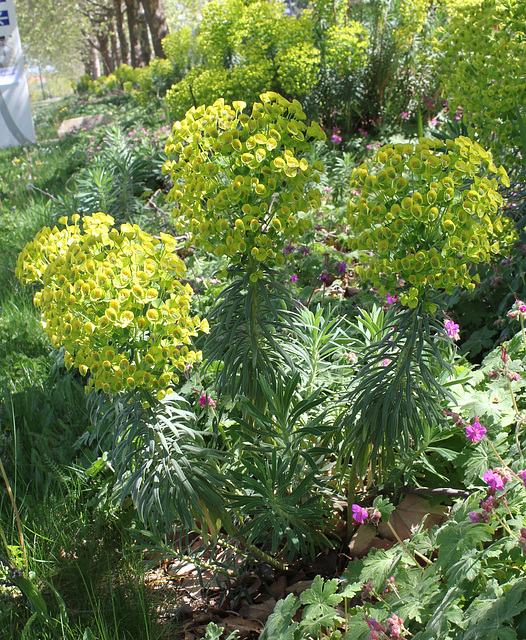 Euphorbia characias ssp wulfenii= veneta