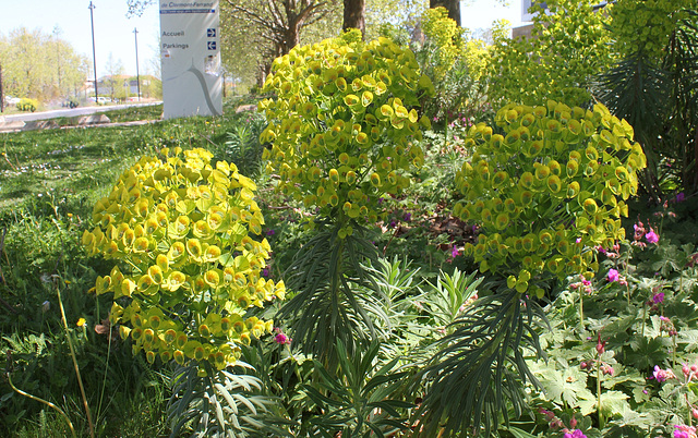 Euphorbia characias ssp wulfenii= veneta