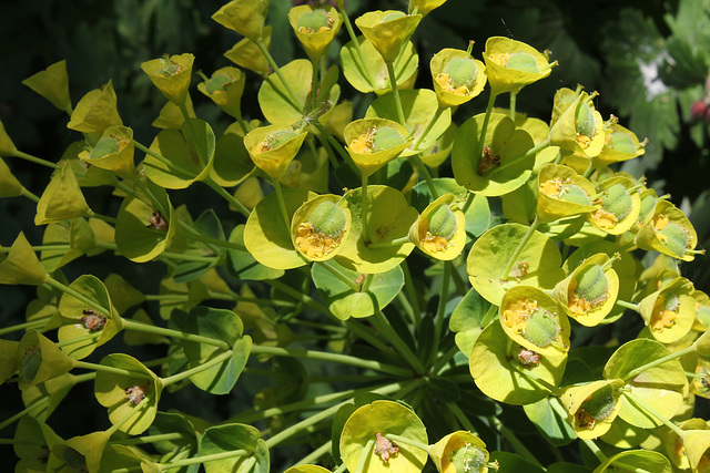 Euphorbia characias ssp wulfenii= veneta