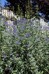 Caryopteris (2)