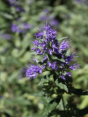 Caryopteris (3)