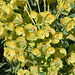 Euphorbia characias ssp wulfenii= veneta