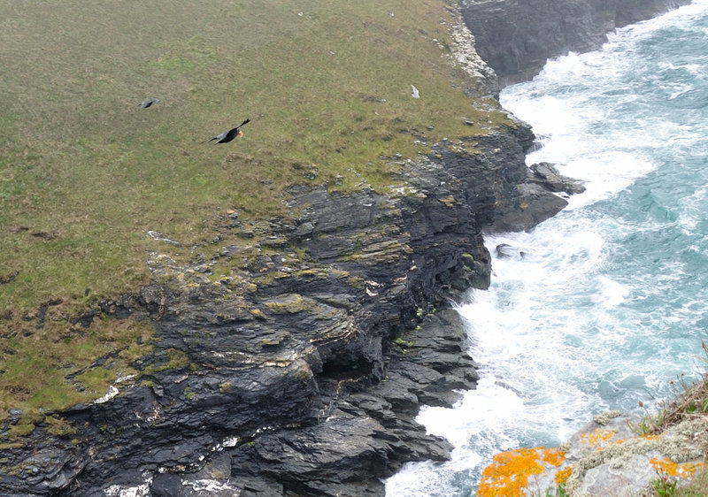 Flug - Tintagel 110908