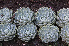 Echeveria elegans