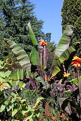 Ensete ventricosa