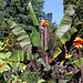 Ensete ventricosa