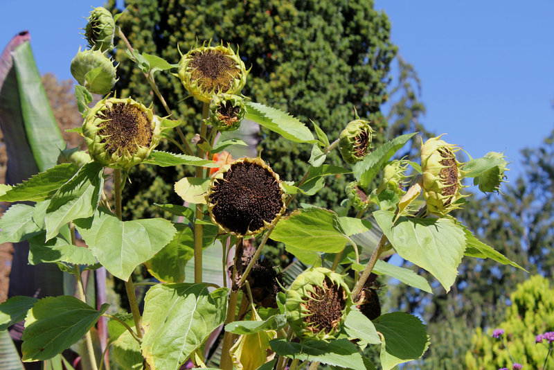 Tournesols